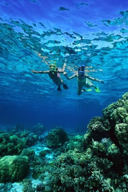 coral snorkeling